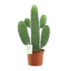 Opuntie – Consolea rubescens