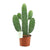 Opuntie – Consolea rubescens