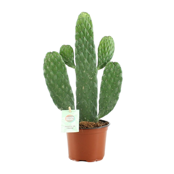 Opuntie – Consolea rubescens