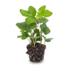 Efeu – Hedera helix – Ø 6 cm, 1 Stück
