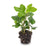 Efeu – Hedera helix – Ø 6 cm, 1 Stück