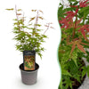 Fächerahorn ‚Phoenix' – Acer palmatum – Ø 12 cm · 35 cm, 1 Stück
