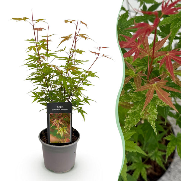 Fächerahorn ‚Phoenix' – Acer palmatum – Ø 12 cm · 35 cm, 1 Stück