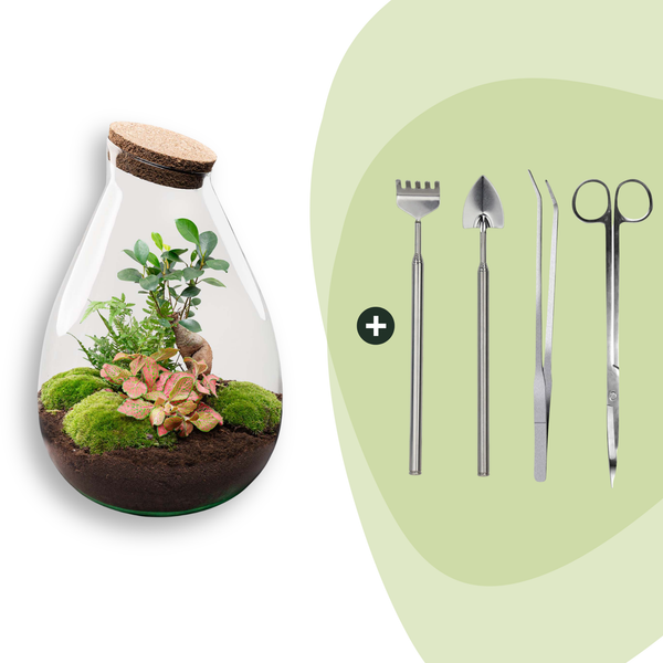Flaschengarten-Set „Drop XL Bonsai" – DIY-Terrarium mit Bonsai