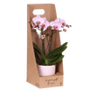 Schmetterlingsorchidee ‚Antwerp' – Phalaenopsis