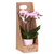 Schmetterlingsorchidee ‚Antwerp' – Phalaenopsis