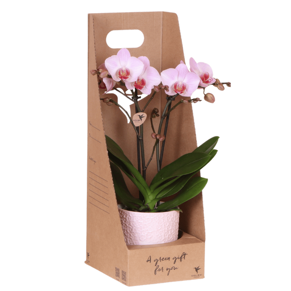 Schmetterlingsorchidee ‚Antwerp' – Phalaenopsis