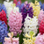 Hyazinthe Mischung – Hyacinthus orientalis – 20 Stück