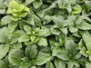 Dickmännchen – Pachysandra terminalis – Ansicht 7