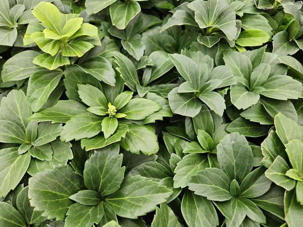 Dickmännchen – Pachysandra terminalis – Ansicht 7