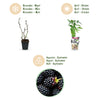 Dornlose Brombeere ‚Thornfree' – Rubus fruticosus – Ansicht 9