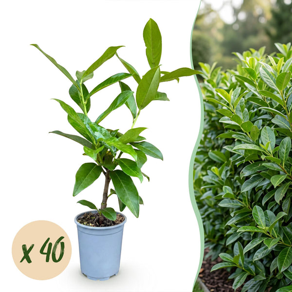 Kirschlorbeer ‚Novita' – Prunus laurocerasus
