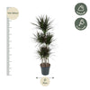 Drachenbaum ‚Magenta' – Dracaena marginata – Ansicht 2