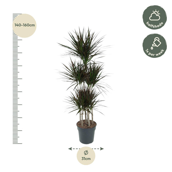 Drachenbaum ‚Magenta' – Dracaena marginata – Ansicht 2