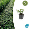 Kriechspindel ‚Dart's Blanket' – Euonymus fortunei – 6 Stück