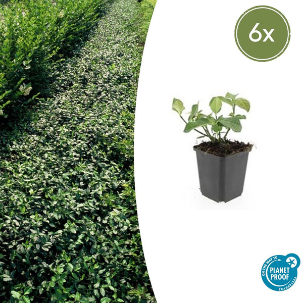 Kriechspindel ‚Dart's Blanket' – Euonymus fortunei – 6 Stück