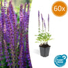 Steppensalbei ‚Ostfriesland' – Salvia nemorosa