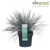 Blauschwingel ‚Azurit' – Festuca glauca – Ansicht 9