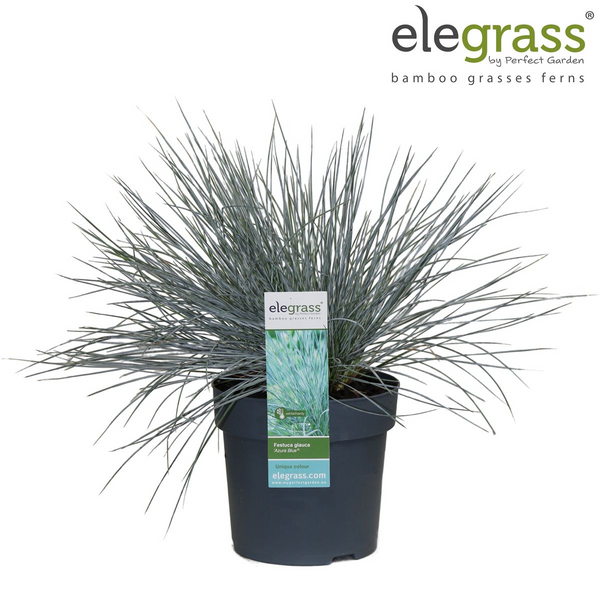 Blauschwingel ‚Azurit' – Festuca glauca – Ansicht 9