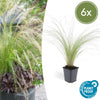Federgras ‚Ponytails' – Stipa tenuissima