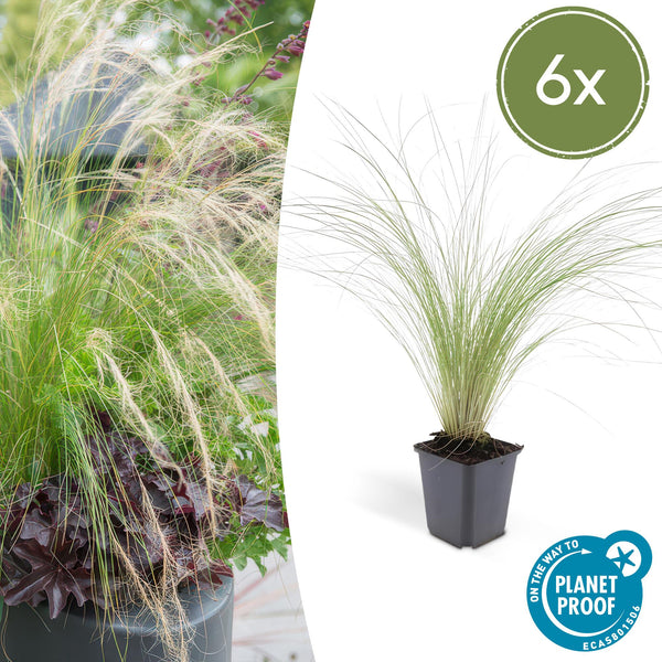 Federgras ‚Ponytails' – Stipa tenuissima