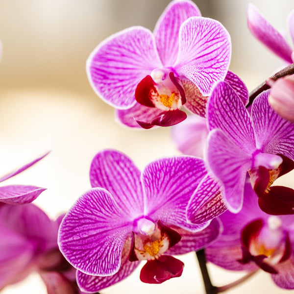 Schmetterlingsorchidee ‚Mineral Vienna' – Phalaenopsis – Ansicht 6