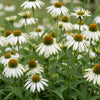 Purpur-Sonnenhut ‚Alba' – Echinacea purpurea – Ansicht 5
