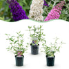 Schmetterlingsstrauch-Set „Tricolour" – Blau, Rosa und Weiß – Ansicht 2