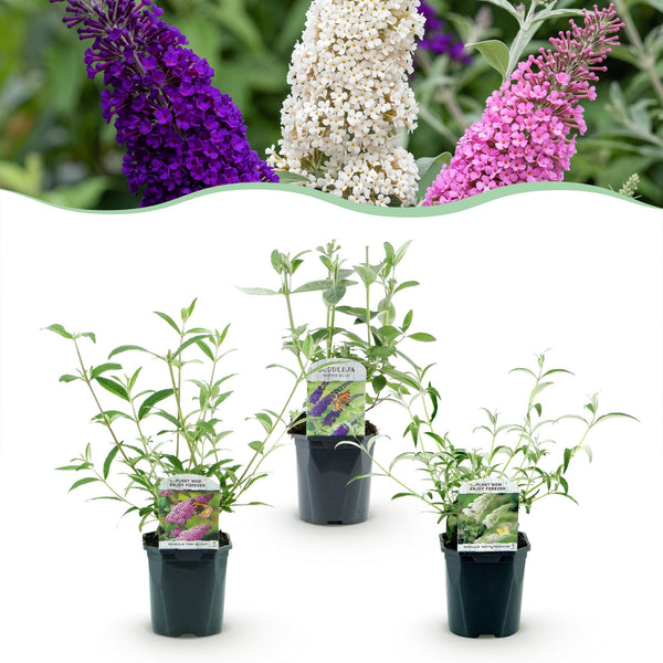 Schmetterlingsstrauch-Set „Tricolour" – Blau, Rosa und Weiß – Ansicht 2