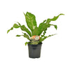 Nestfarn – Asplenium nidus
