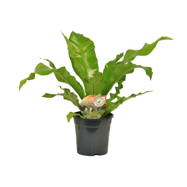 Nestfarn – Asplenium nidus