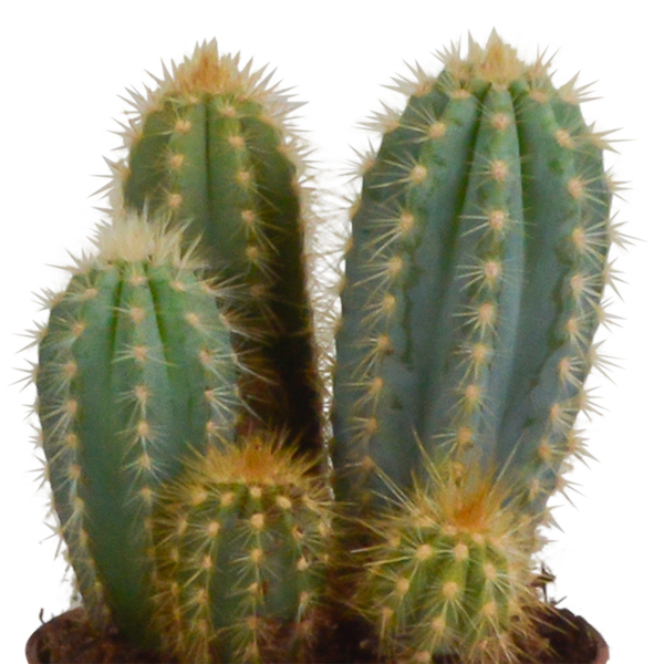 Kakteen-Set „Cereus-Mix“ – 3 Säulenkakteen – Ansicht 12