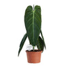 Philodendron melanochrysum