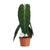 Philodendron melanochrysum