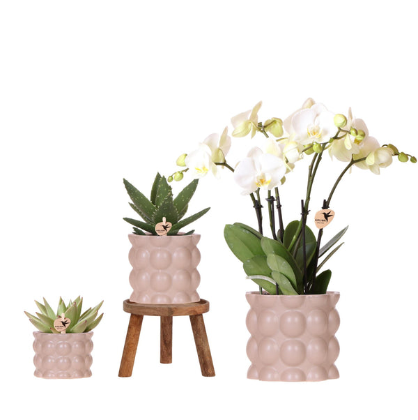 Pflanzen-Set „Cotton Sand" – Grünpflanzen mit weißer Phalaenopsis-Orchidee