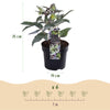 Lenzrose ‚Silver Dollar' – Helleborus sternii – Ansicht 3