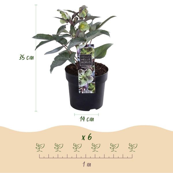 Lenzrose ‚Silver Dollar' – Helleborus sternii – Ansicht 3