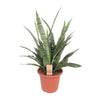 Bogenhanf ‚Diamond Green' – Sansevieria
