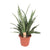 Bogenhanf ‚Diamond Green' – Sansevieria