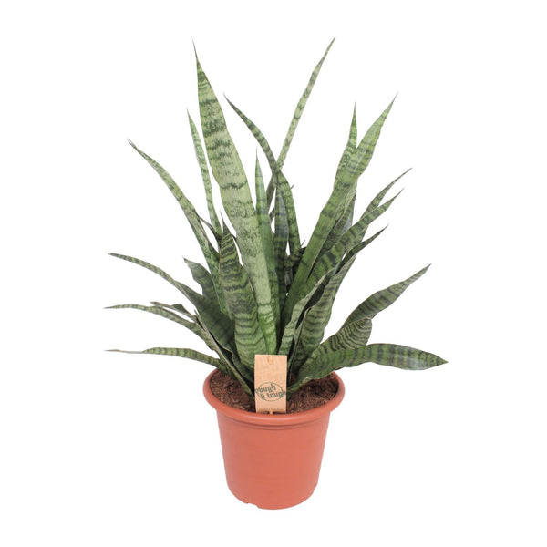Bogenhanf ‚Diamond Green' – Sansevieria