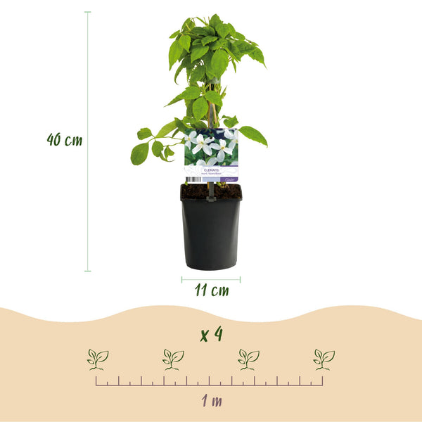 Berg-Waldrebe ‚Grandiflora' – Clematis montana – Ansicht 3