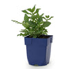 Steppensalbei ‚Sensation Deep Pink' – Salvia nemorosa – Ansicht 2