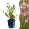 Prachtkerze ‚Florgauros' – Gaura lindheimeri