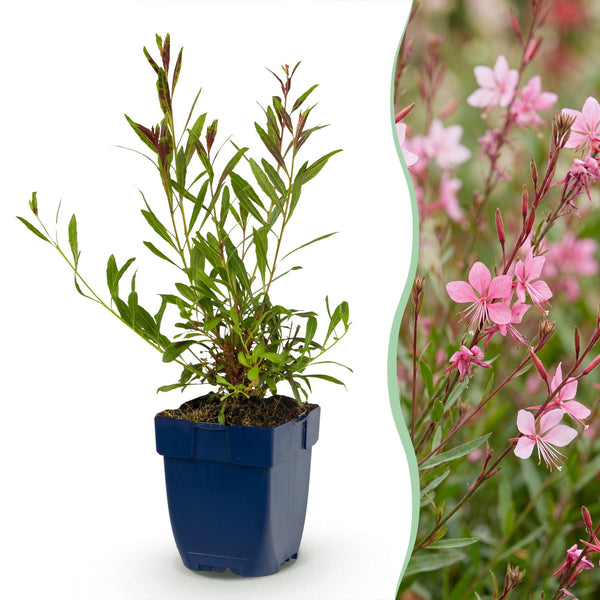 Prachtkerze ‚Florgauros' – Gaura lindheimeri
