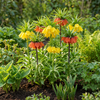 Kaiserkrone ‚Mix' – Fritillaria imperialis – Ansicht 2