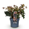 Lenzrose ‚Angels Glow' – Helleborus – Ansicht 2
