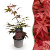 Fächerahorn ‚Atropurpureum' – Acer palmatum – Ø 12 cm · 35 cm, Standard