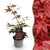 Fächerahorn ‚Atropurpureum' – Acer palmatum – Ø 12 cm · 35 cm, Standard