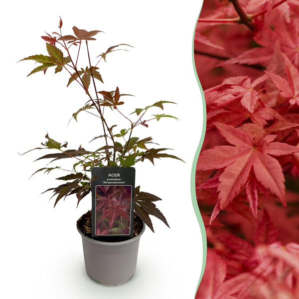 Fächerahorn ‚Atropurpureum' – Acer palmatum – Ø 12 cm · 35 cm, Standard