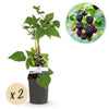 Brombeere ‚Triple Crown' – Rubus fruticosus